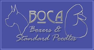 Boca Boxer and Standard Poodles