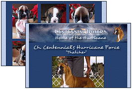 Centennial Boxers